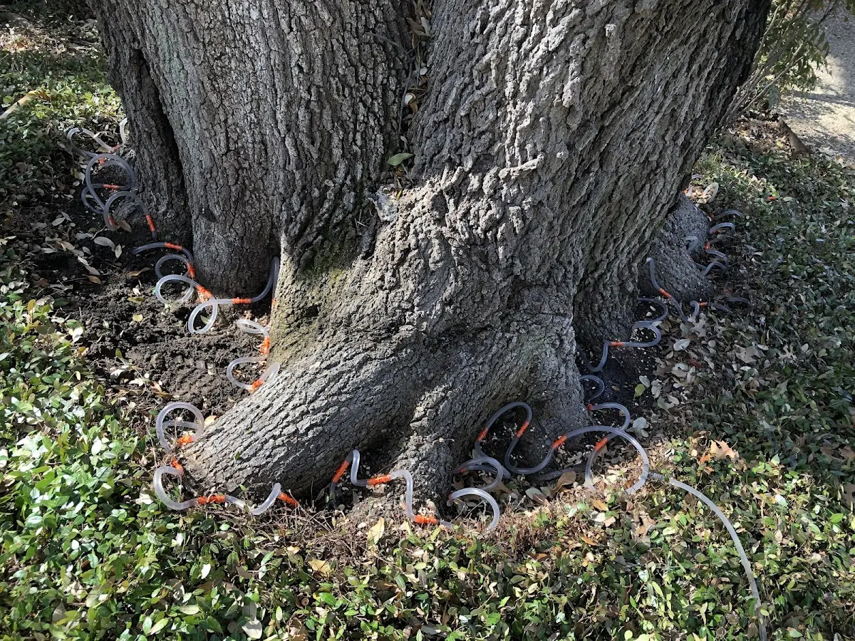 Detailed Tree Cabling and Bracing job site in Beaver